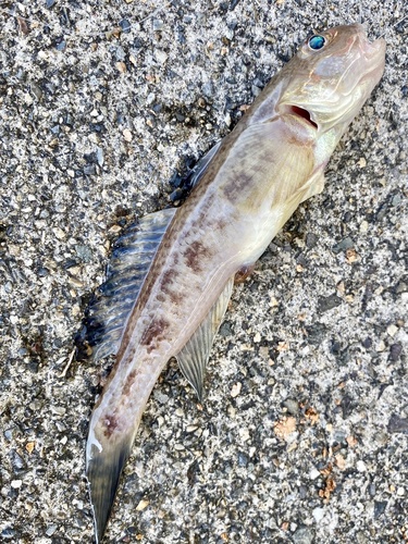 ภาพ ปลาบู่บู่ (Amblychaeturichthys hexanema)