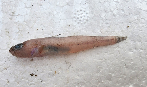 ภาพ ปลาบู่บู่ (Amblychaeturichthys sciistius)