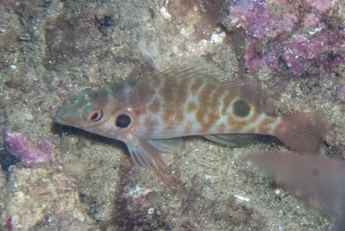 ภาพ ปลาเหยี่ยว bimacula (Amblycirrhitus bimacula)
