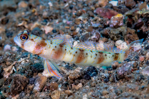 ภาพ ปลาบู่ครีบธง arcupinna (Amblyeleotris arcupinna)