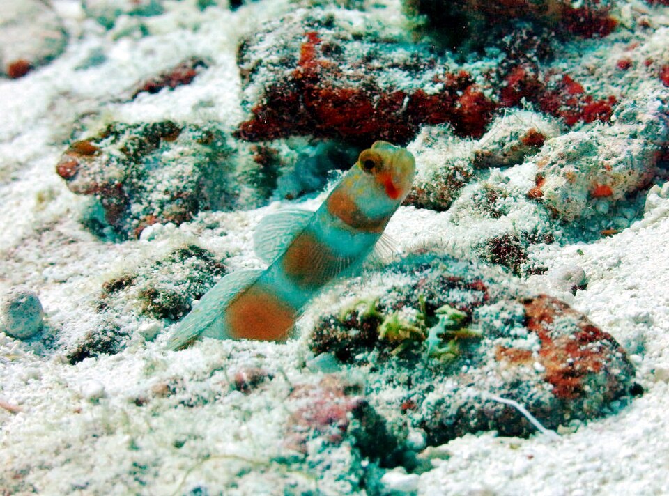ภาพ ปลาบู่ครีบธงบู่ (Amblyeleotris aurora)