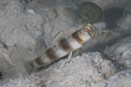 ภาพ ปลาบู่ครีบธง biguttata (Amblyeleotris biguttata)