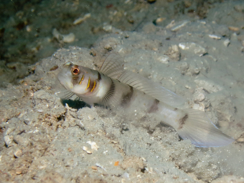 ภาพ ปลาบู่ครีบธง callopareia (Amblyeleotris callopareia)