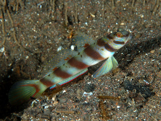 ภาพ ปลาบู่ครีบธงบู่ (Amblyeleotris diagonalis)