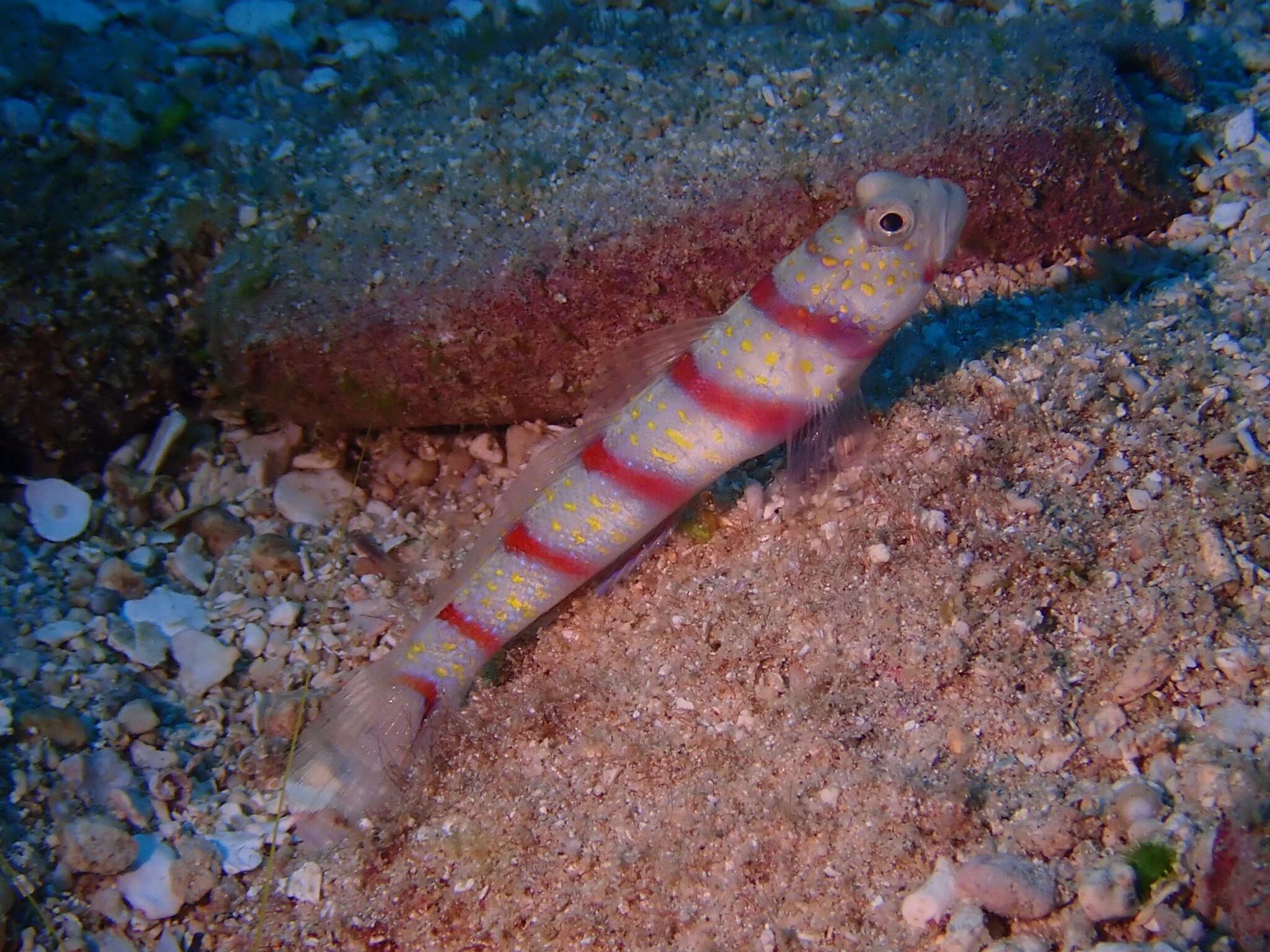 ภาพ ปลาบู่ครีบธงแดงลายบั้งบู่ (Amblyeleotris fasciata)