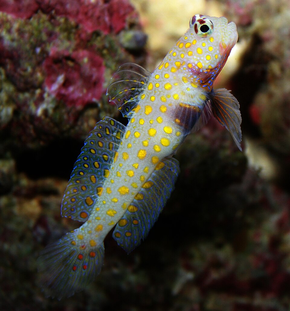 ภาพ ปลาบู่ครีบธงดำกุ้งบู่ (Amblyeleotris guttata)