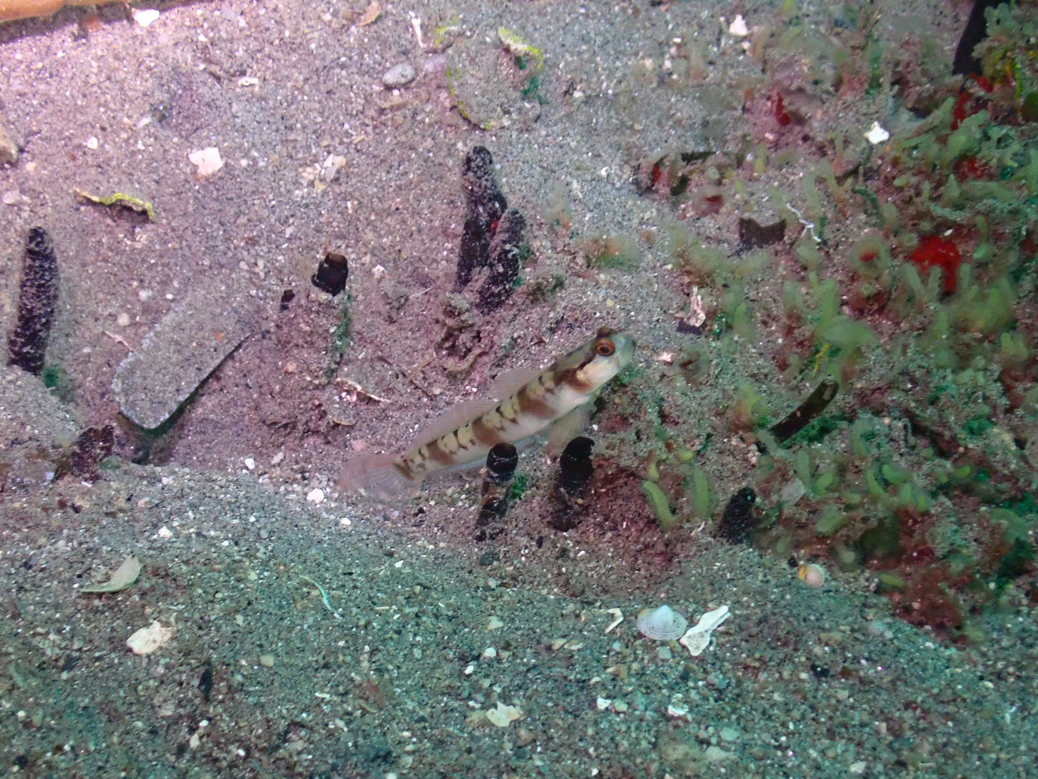 ภาพ ปลาบู่ครีบธง gymnocephala (Amblyeleotris gymnocephala)