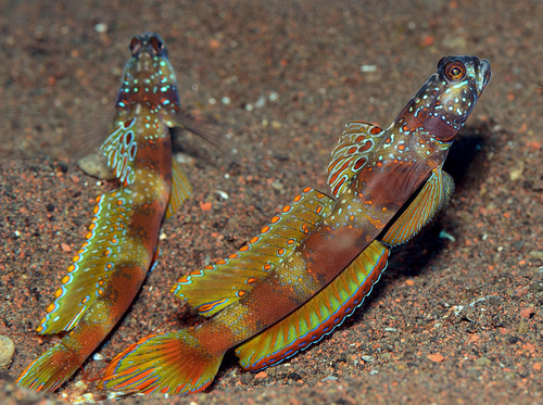 ภาพ ปลาบู่ครีบธงบั้งบู่ (Amblyeleotris latifasciata)