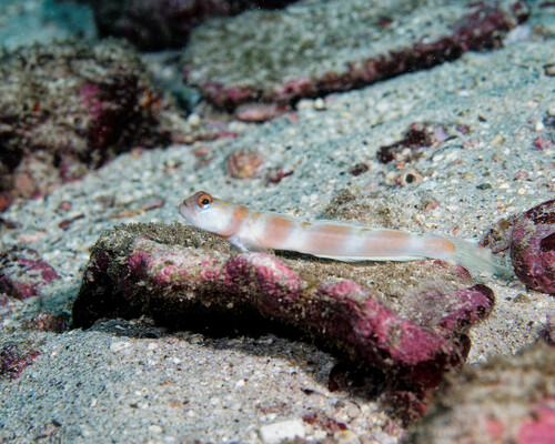 ภาพ ปลาบู่ครีบธงบู่ (Amblyeleotris marquesas)