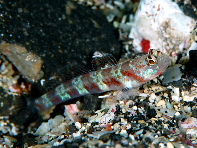 ภาพ ปลาบู่ครีบธงบู่ (Amblyeleotris periophthalma)
