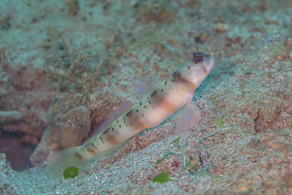 ภาพ ปลาบู่ครีบธงบู่ (Amblyeleotris rubrimarginata)
