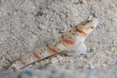 ภาพ ปลาบู่ครีบธง stenotaeniata (Amblyeleotris stenotaeniata)