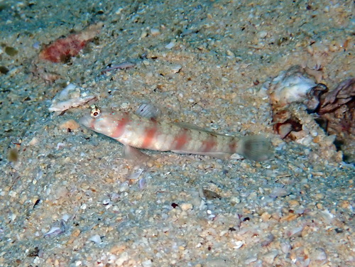 ภาพ ปลาบู่ครีบธง triguttata (Amblyeleotris triguttata)