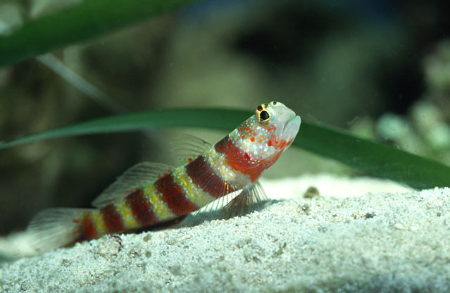 ภาพ ปลาบู่ครีบธงลายขวาง (Amblyeleotris wheeleri)