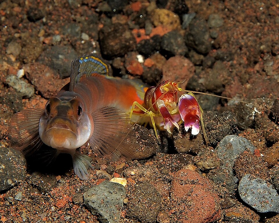 ภาพ ปลาบู่ครีบธงกุ้งบู่ (Amblyeleotris yanoi)