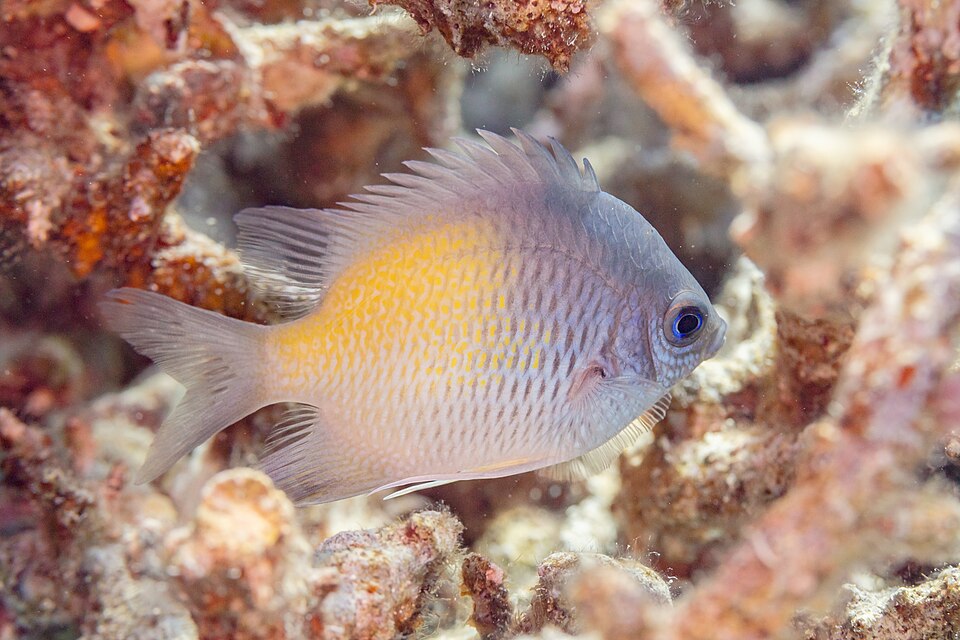 ภาพ ปลาสลิดหินเหลือง (Amblyglyphidodon flavilatus)