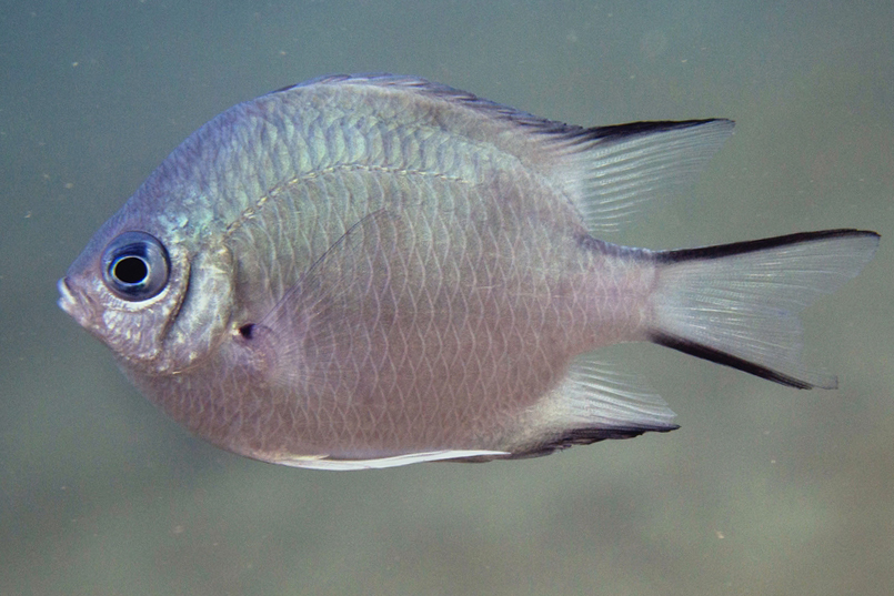 ภาพ ปลาสลิดหินเขียว (Amblyglyphidodon indicus)