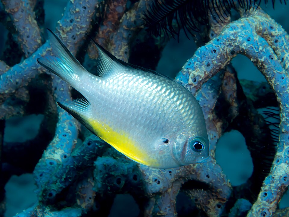 ภาพ ปลาสลิดหินกลมเกล็ดเงิน (Amblyglyphidodon leucogaster)