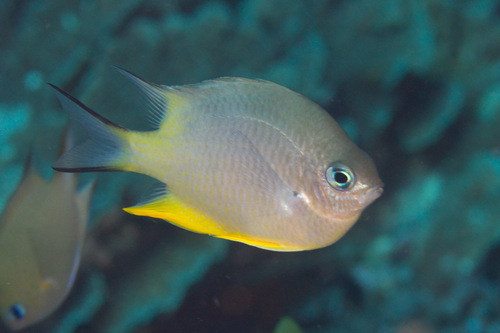 ภาพ ปลาสลิดหิน orbicularis (Amblyglyphidodon orbicularis)