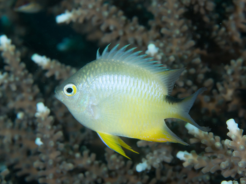 ภาพ ปลาสลิดหิน ternatensis (Amblyglyphidodon ternatensis)