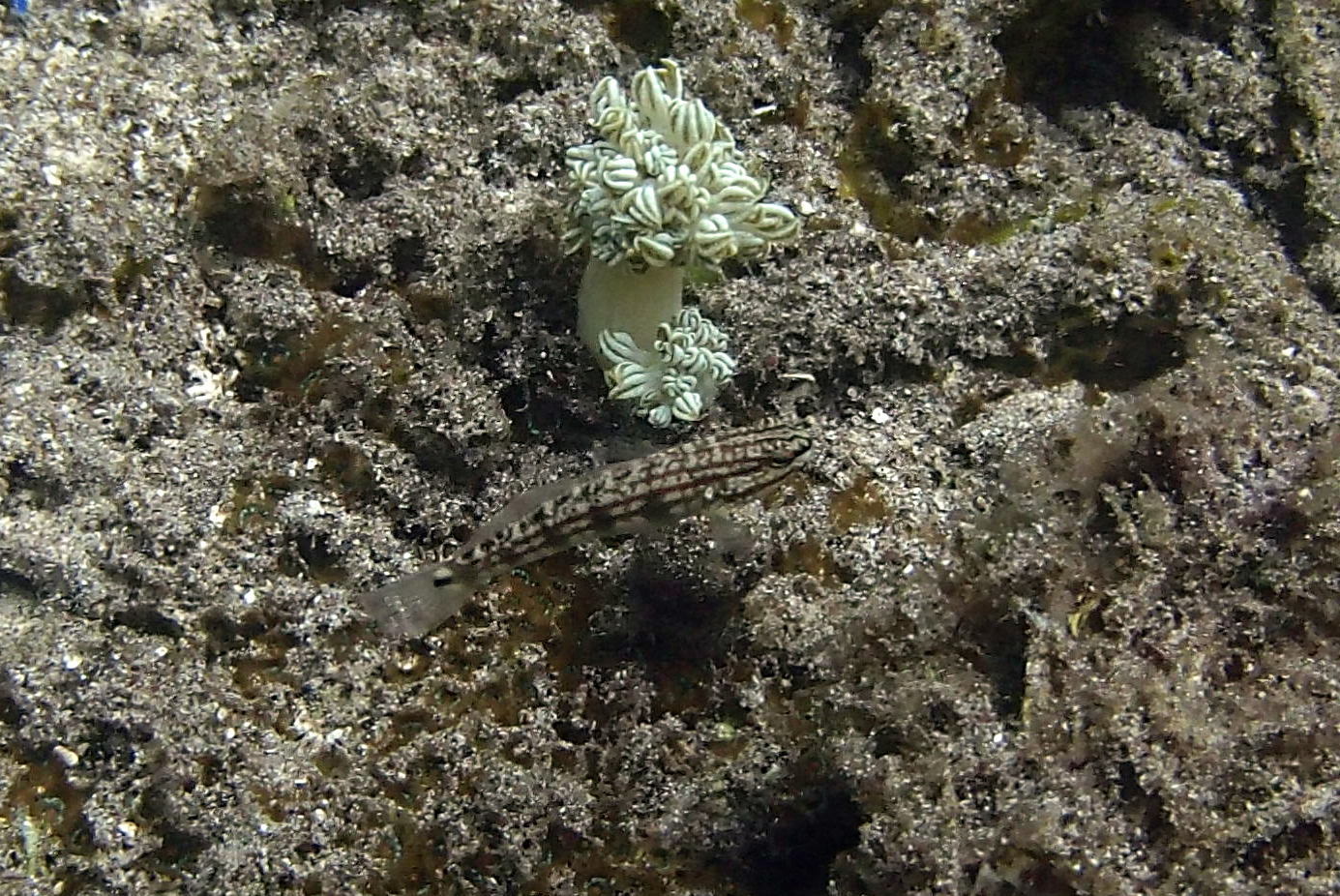 ภาพ ปลาบู่บู่ (Amblygobius buanensis)