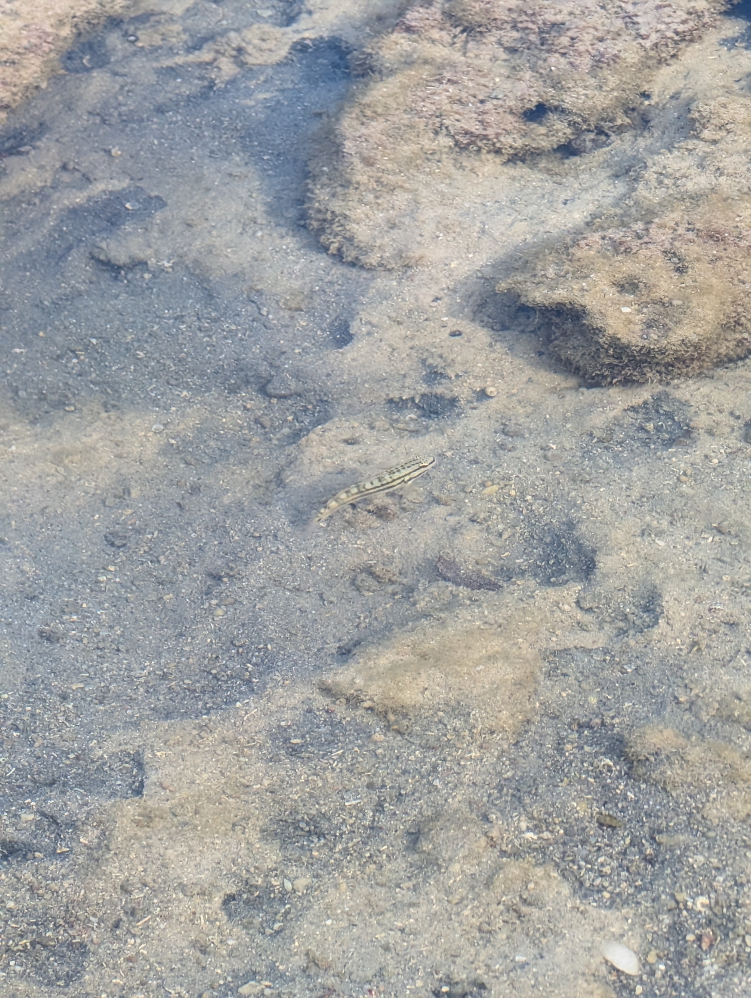 ภาพ ปลาบู่บู่ (Amblygobius bynoensis)