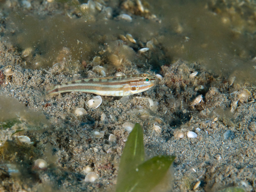 ภาพ ปลาบู่ cheraphilus (Amblygobius cheraphilus)