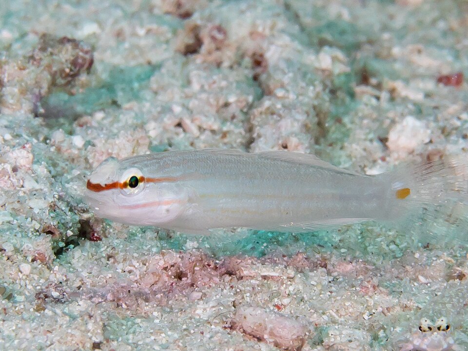 ภาพ ปลาบู่บู่ (Amblygobius decussatus)
