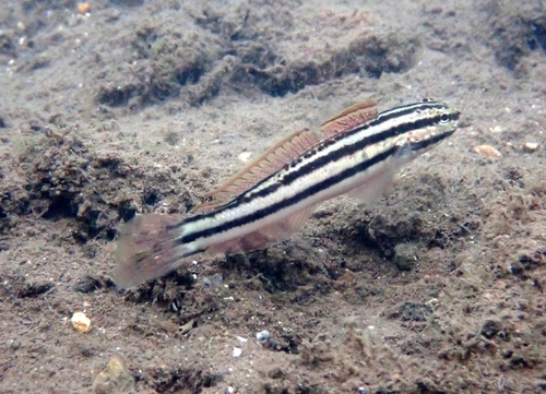 ภาพ ปลาบู่บู่ (Amblygobius linki)