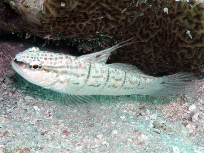 ภาพ ปลาบู่บู่ (Amblygobius semicinctus)
