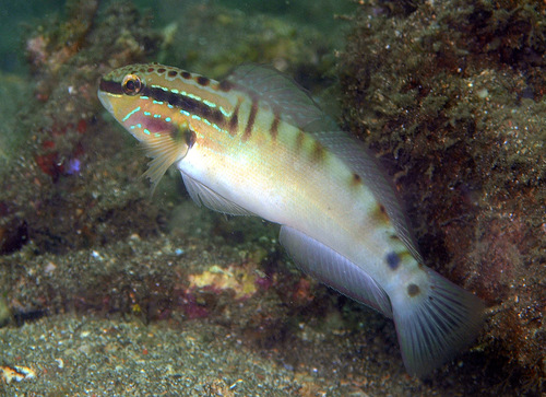 ภาพ ปลาบู่บู่ (Amblygobius stethophthalmus)