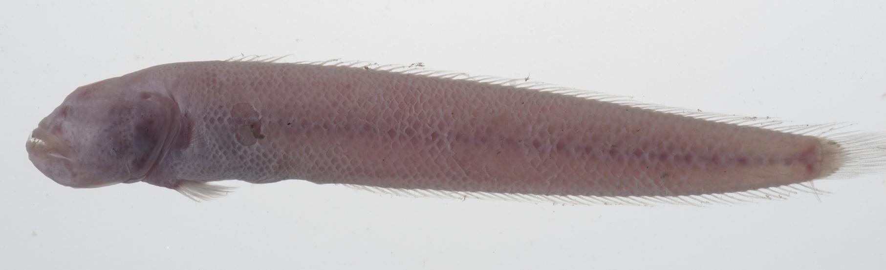 ภาพ ปลาบู่ arctocephalus (Amblyotrypauchen arctocephalus)