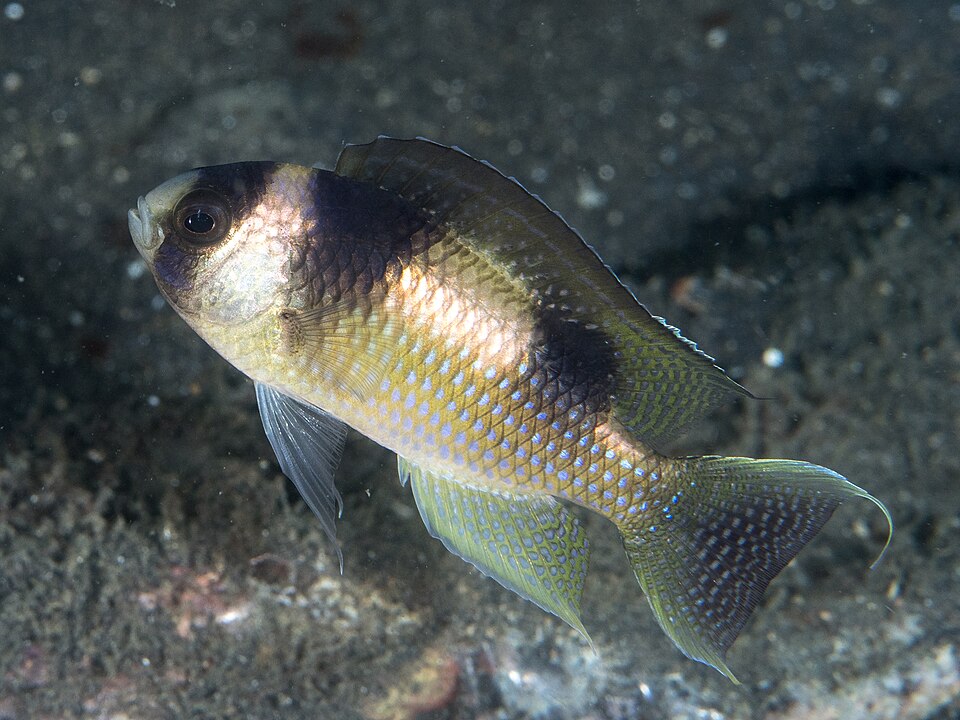 ภาพ ปลาสลิดหินหลังบั้ง (Amblypomacentrus breviceps)