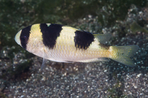 ภาพ ปลาสลิดหินแบงไก (Amblypomacentrus clarus)