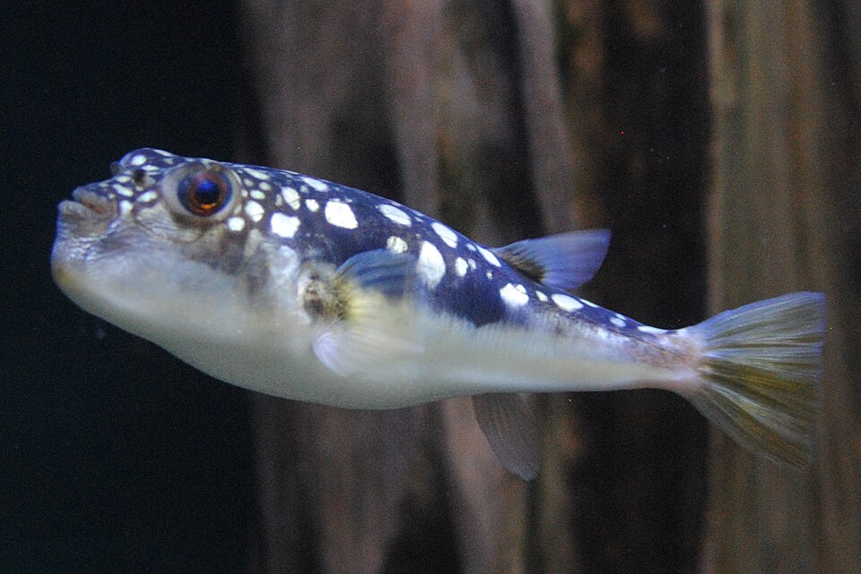 ภาพ ปลาปักเป้า honckenii (Amblyrhynchotes honckenii)