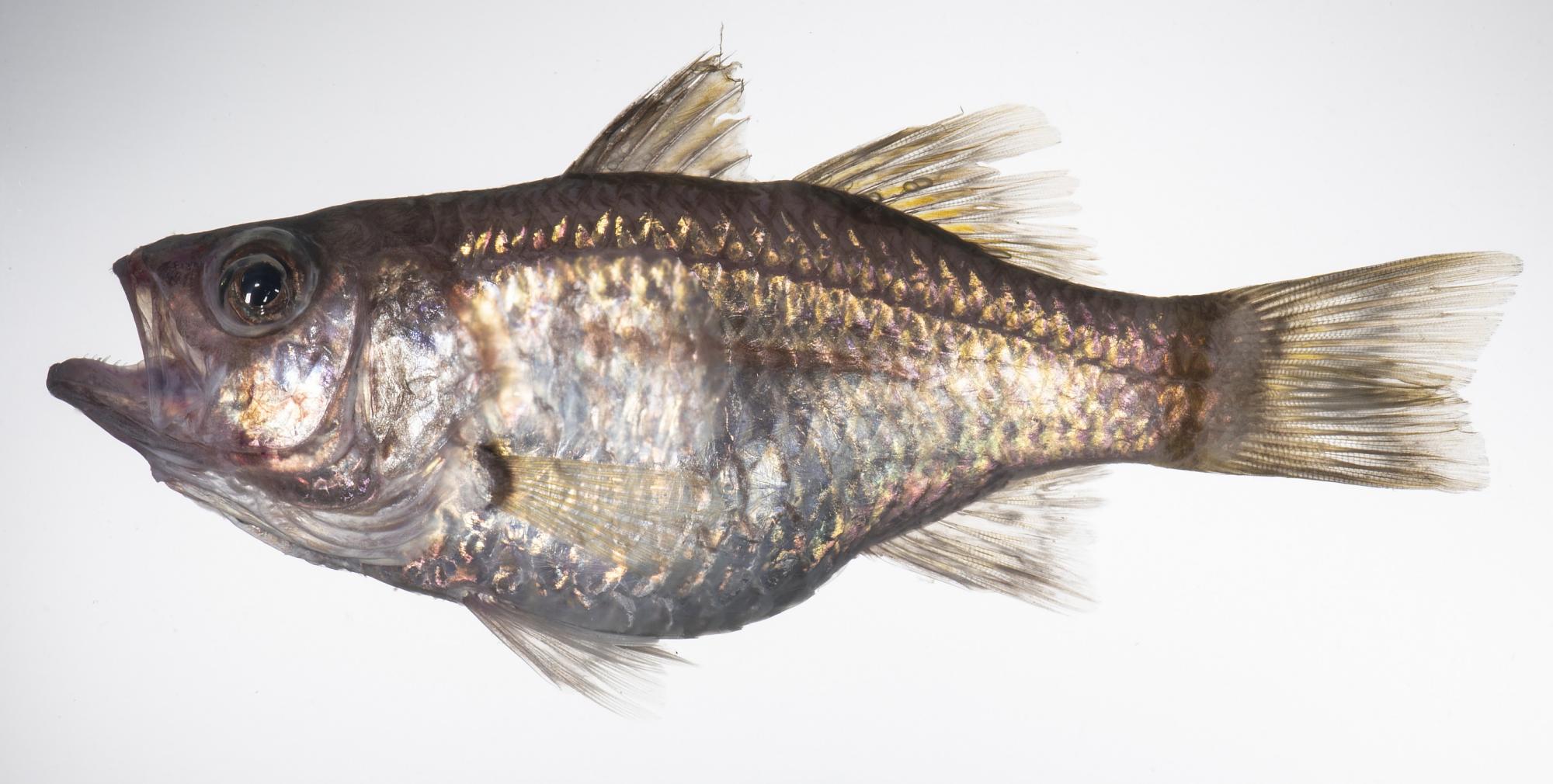 ภาพ ปลาอมไข่น้ำลึก (Amioides polyacanthus)