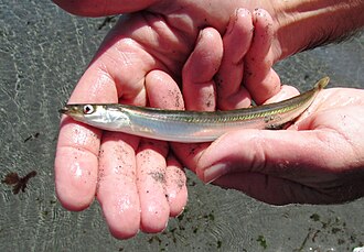 ภาพ ปลา hexapterus (Ammodytes hexapterus)