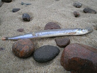 ภาพ ปลา tobianus (Ammodytes tobianus)