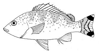 ภาพ ปลา caudavittata (Amniataba caudavittata)