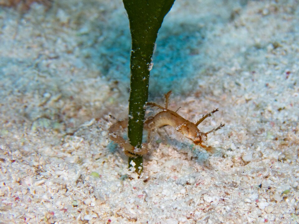 ภาพ ปลาจิ้มฟันจระเข้แอตแลนติก (Amphelikturus dendriticus)
