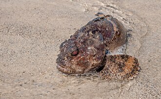 ภาพ ปลา cryptocentrus (Amphichthys cryptocentrus)
