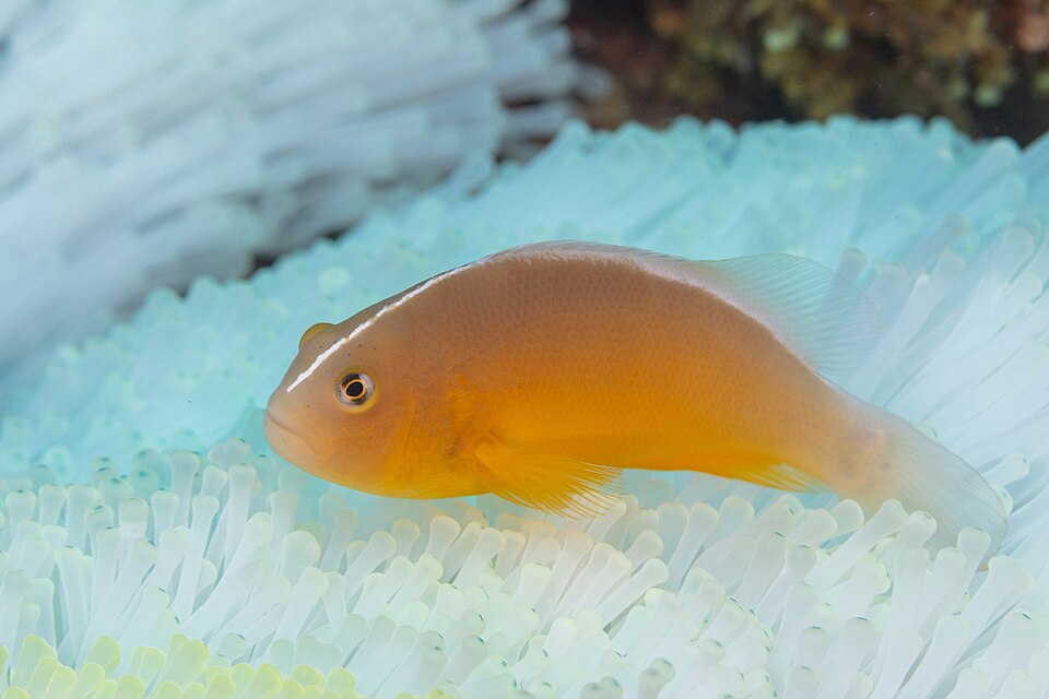 ภาพ ปลาการ์ตูนอินเดียนแดง (Amphiprion akallopisos)