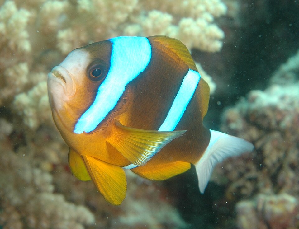 ภาพ ปลาการ์ตูนครีบเหลืองออสเตรเลีย (Amphiprion akindynos)