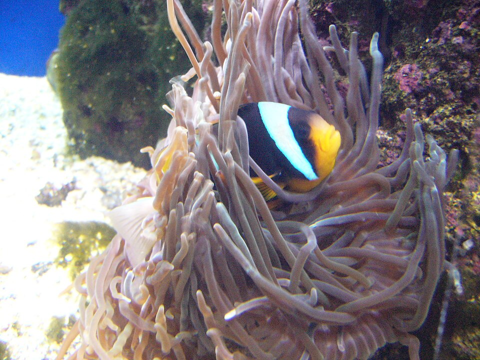 ภาพ ปลาการ์ตูน allardi (Amphiprion allardi)