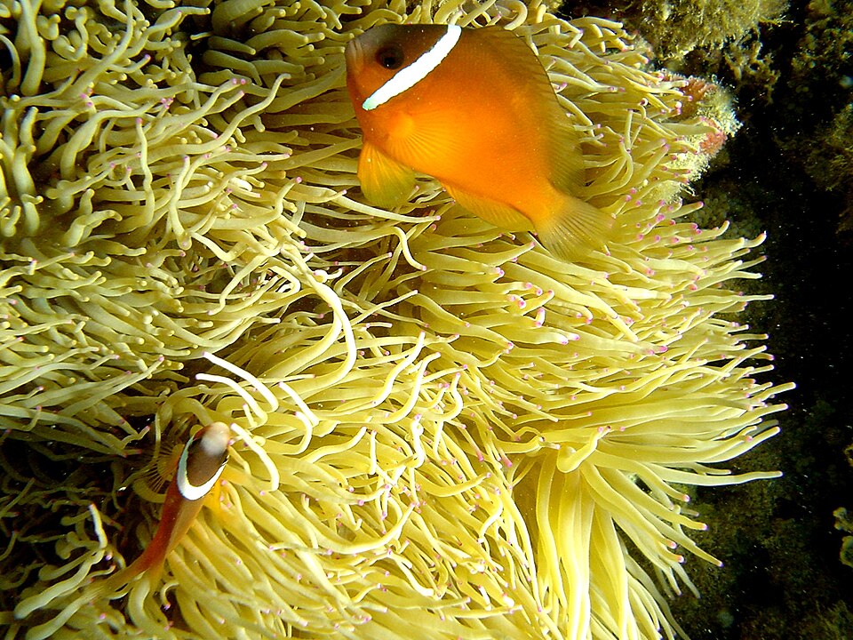 ภาพ ปลาการ์ตูน barberi (Amphiprion barberi)