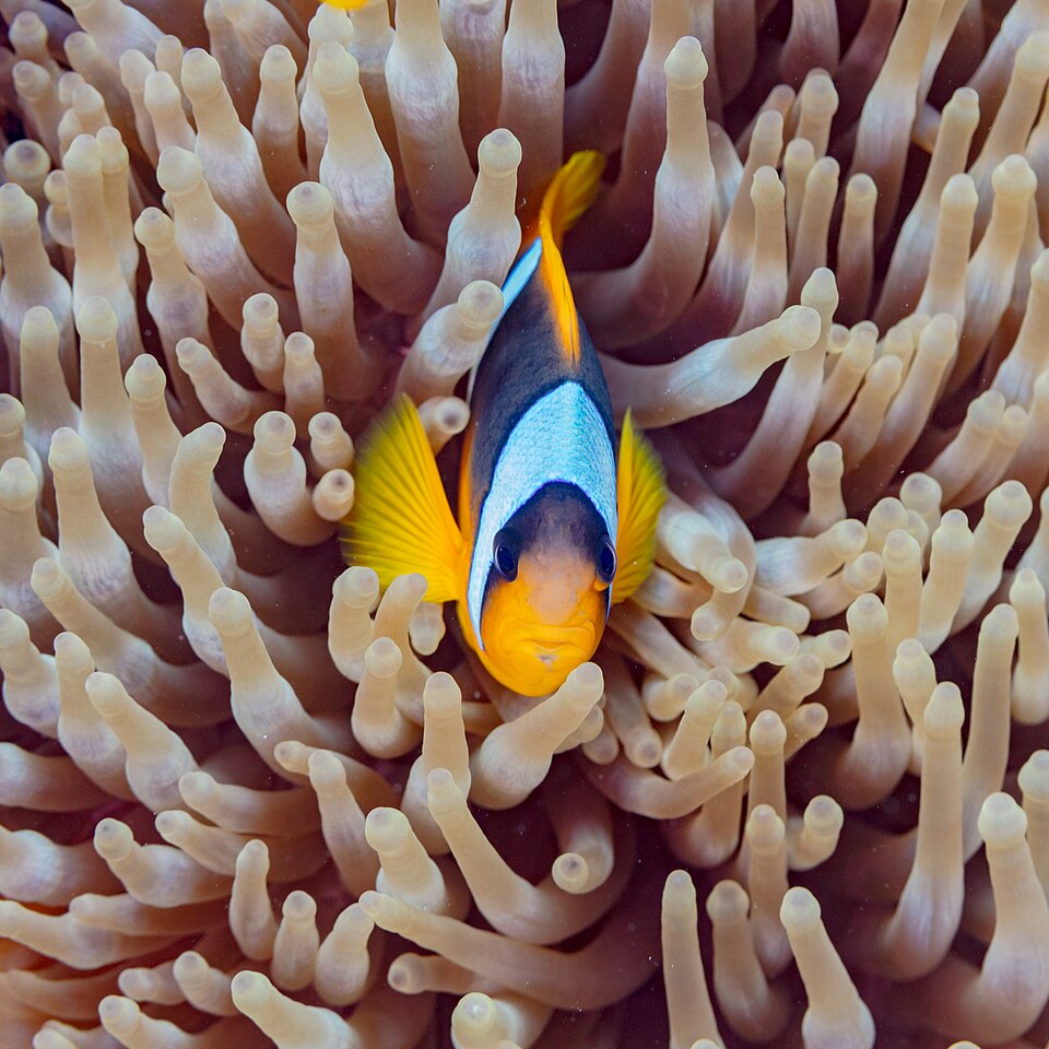 ภาพ ปลาการ์ตูนสองแถบทะเลแดง (Amphiprion bicinctus)