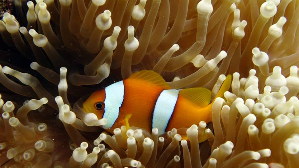 ภาพ ปลาการ์ตูน chagosensis (Amphiprion chagosensis)