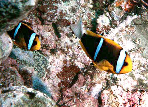 ภาพ ปลาการ์ตูนครีบส้ม (Amphiprion chrysopterus)