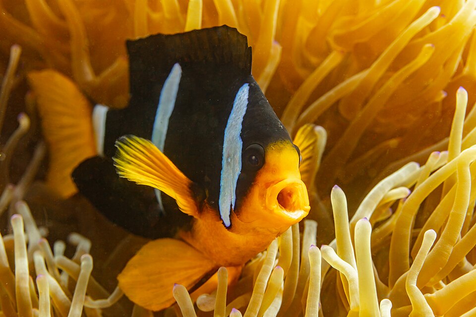 ภาพ ปลาการ์ตูนอานม้า (คลาร์กี้) (Amphiprion clarkii)