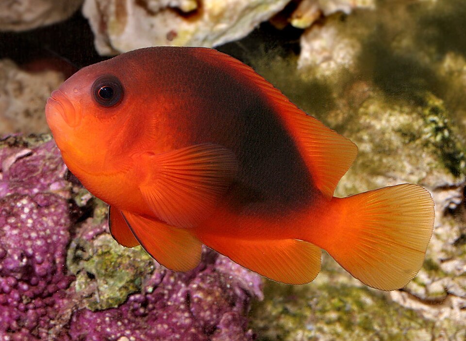 ภาพ ปลาการ์ตูนแดงจุด (Amphiprion ephippium)